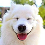 Новое поступление Eye Envy