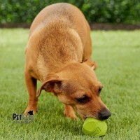 Геометрические мячи Chuckit! Erratic Ball Геометрические мячи Chuckit! Erratic Ball