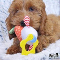 Игрушка Овечка с кольцом Rosewood Игрушка Овечка с кольцом Rosewood