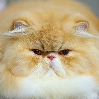 Топ 6 для пушистых кошек Топ 6 для пушистых кошек