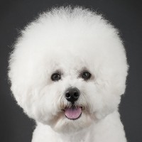 Набор для бишона фризе Набор для бишона фризе