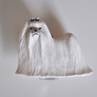 Мальтийская болонка Мальтийская болонка