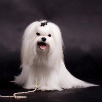 Набор для мальтезе Набор для мальтезе