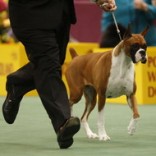 Выставочная амуниция