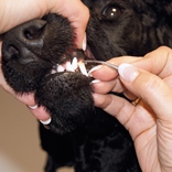 Уход за пастью